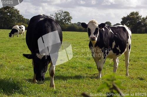 Image of Cows 02