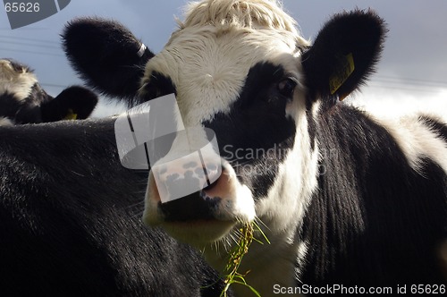 Image of Cows 03