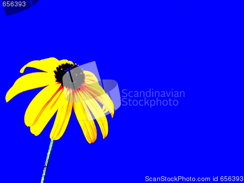 Image of coneflower