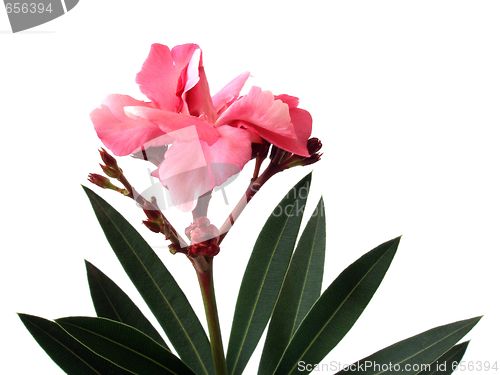 Image of oleander