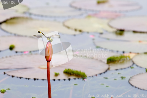 Image of Dragonfly on bud