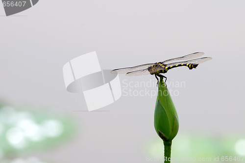 Image of Dragonfly on bud