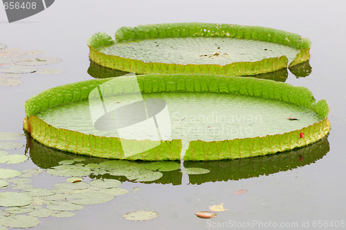 Image of Lotus leafs