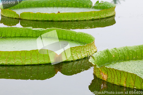 Image of Lotus leafs