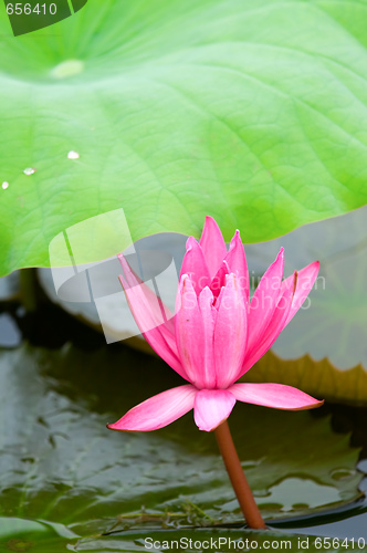 Image of Pink water lily