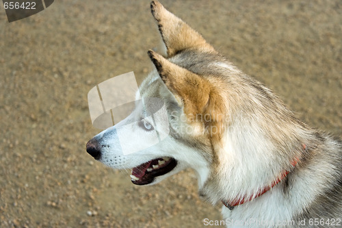 Image of Husky Portrait