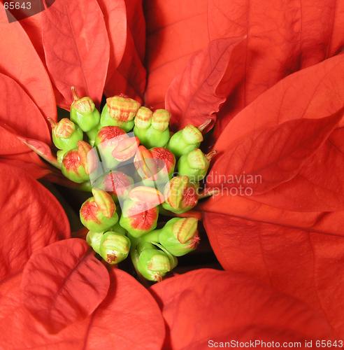 Image of Poinsettia Macro