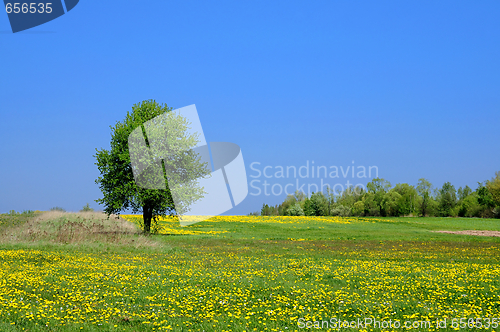 Image of Summer Landscape