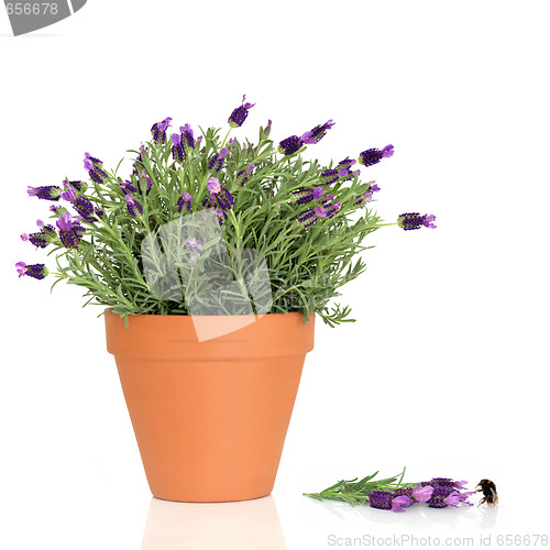 Image of Lavender Herb Flowers