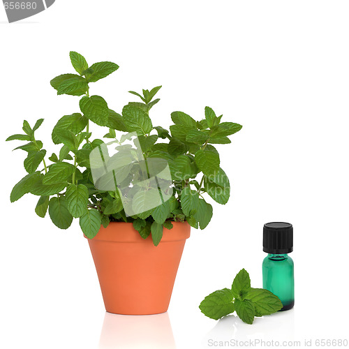 Image of Mint Herb and Essence