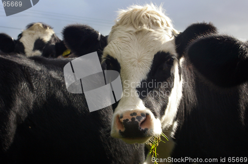 Image of Cows 04