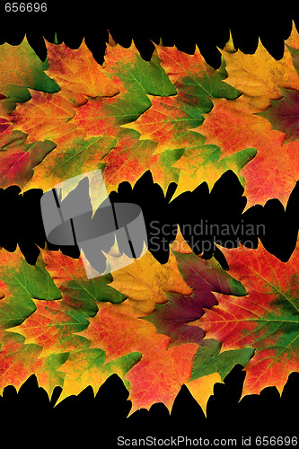 Image of Autumn Leaf Abstract