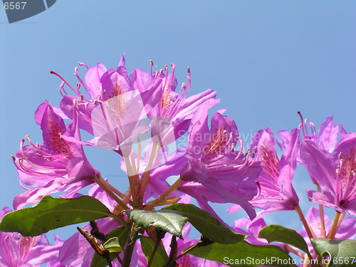 Image of Rhodondendron