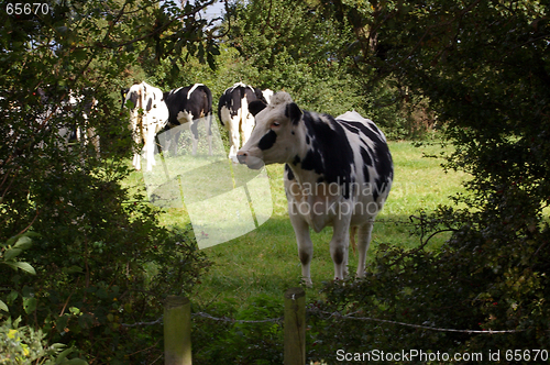 Image of Cows 05