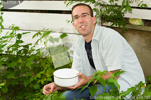 Image of Man Picking Raspberries