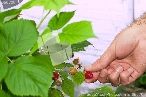 Image of Raspberry Picking