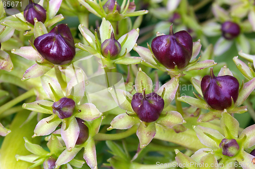 Image of Fruits and Seeds 01