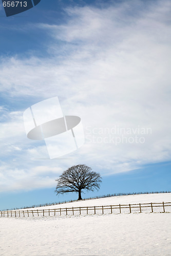 Image of Oak Tree in Winter