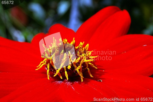 Image of Garden Flower 15