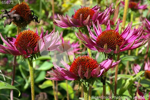 Image of Garden Flower 16