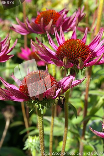 Image of Garden Flower 17