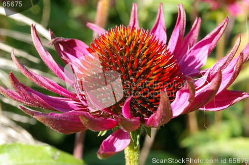 Image of Garden Flower 18