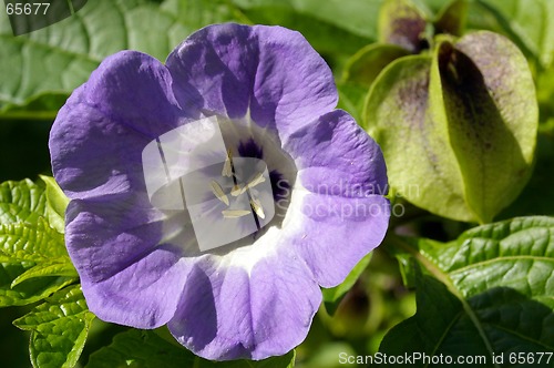 Image of Garden Flower 20