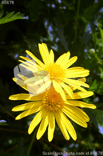 Image of Garden Flower 21