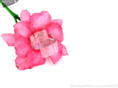 Image of oleander