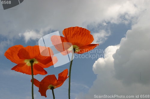 Image of poppies agains cloudy sky