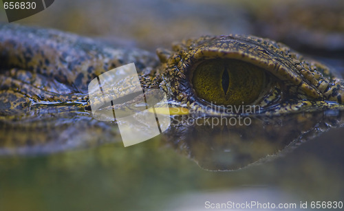 Image of crocodile