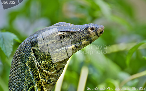 Image of lizard 