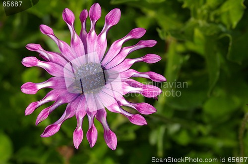 Image of Garden Flower 24