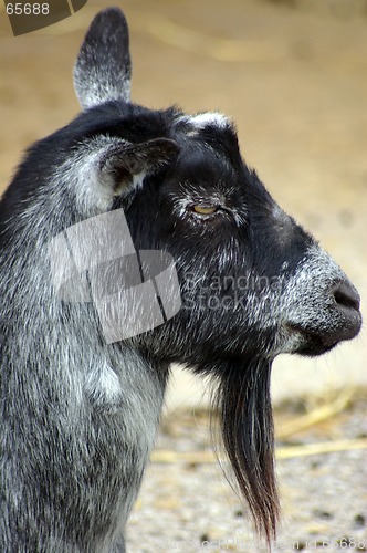 Image of Goat 02