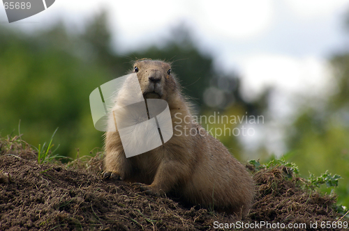 Image of Groundhog 02