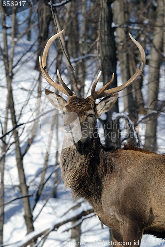 Image of Elk