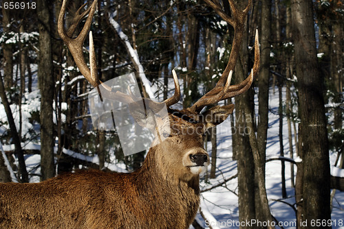 Image of Elk