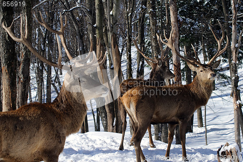 Image of Elk