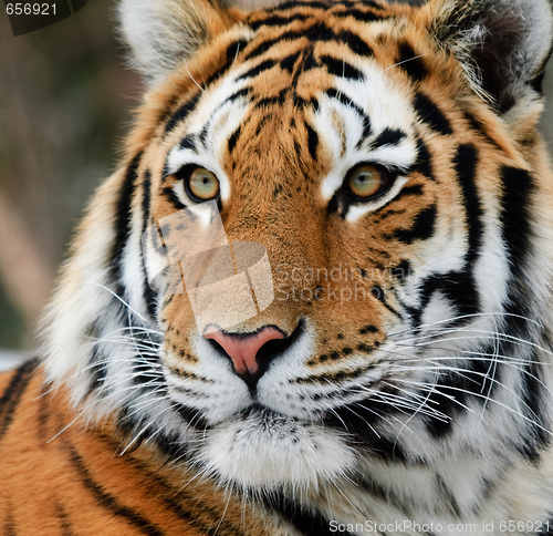 Image of Tiger