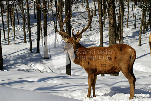 Image of Elk