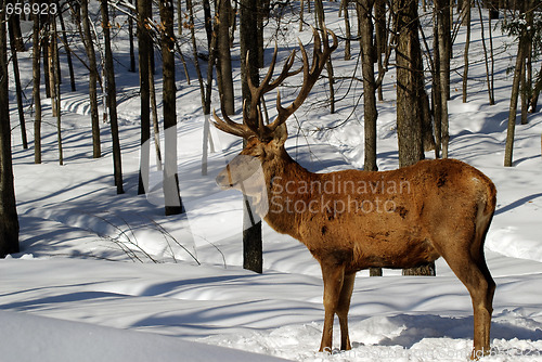 Image of Elk