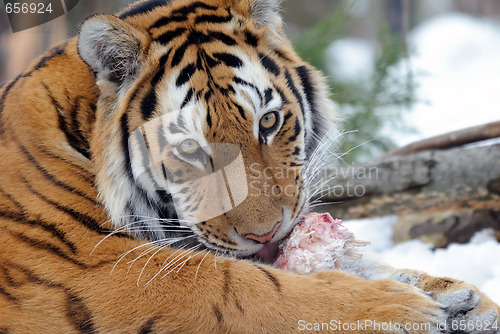 Image of Tiger