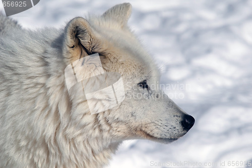 Image of Arctic Wolf