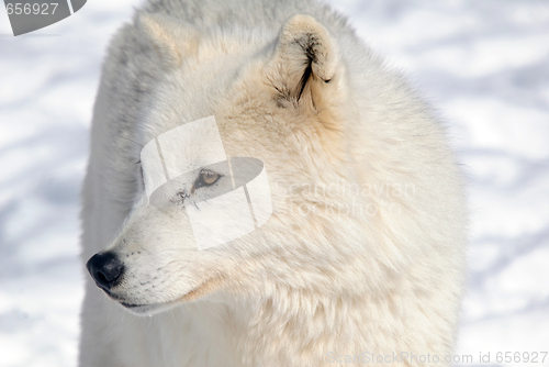 Image of Arctic Wolf