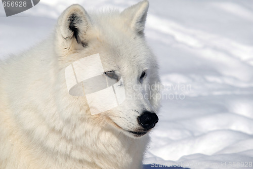Image of Arctic Wolf