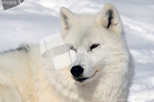 Image of Arctic Wolf