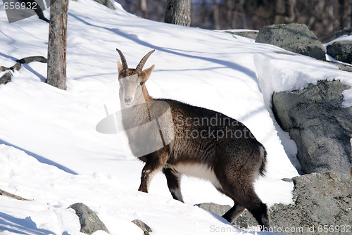 Image of Alpine Ibex