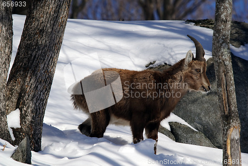 Image of Alpine Ibex