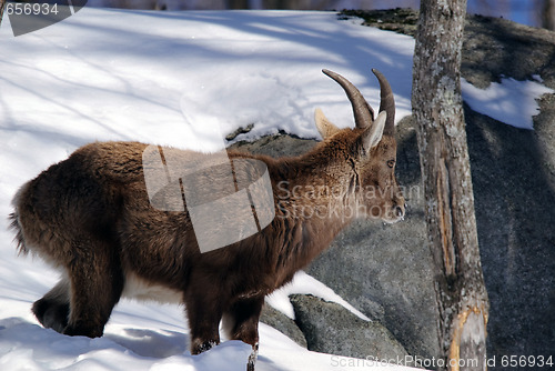 Image of Alpine Ibex