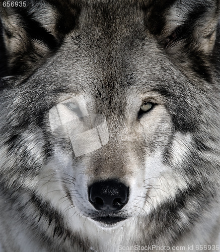 Image of Gray Wolf